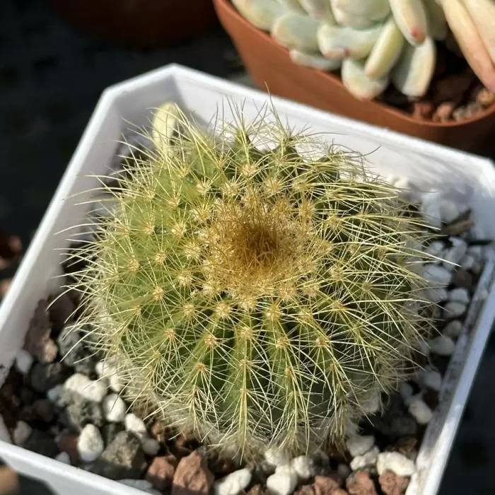 e201-40.webp EchinoCactus-grusonii - Image 1