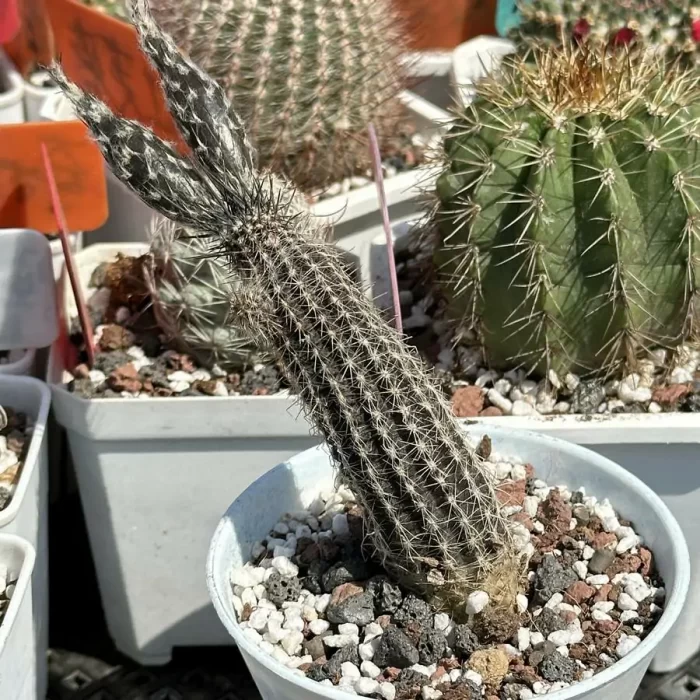 e201-46.webp Cactus-Echinopsis mirabilis - Image 1
