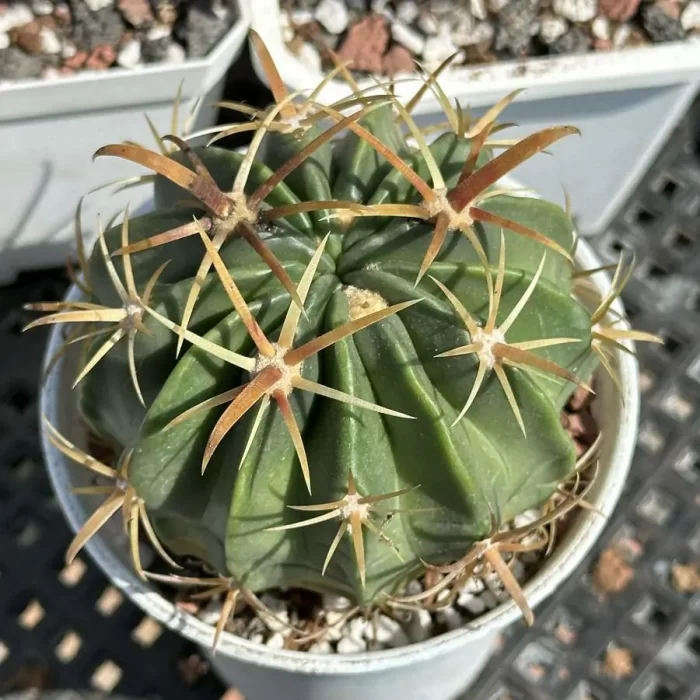 e201-48.webp Ferocac-tus latispinus - Image 1