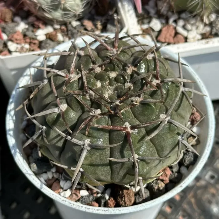 e201-49.webp Cactus-Gymnocalycium riojense - Image 1