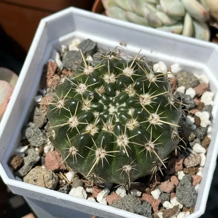 e201-50.webp Cactus-Frailea schilinzkyana - Image 1