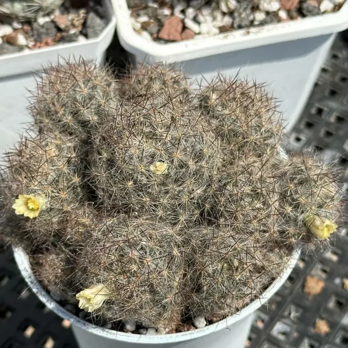 e201-51.webp Cactus-Mammillaria prohjera - Image 1