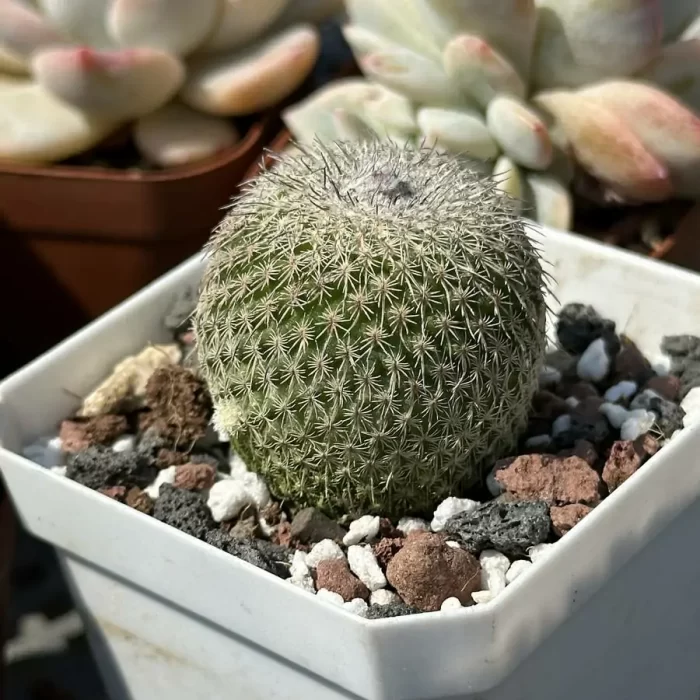 e201-53.webp Cactus-Epithelantha micromeris ssp. unguispina - Image 1