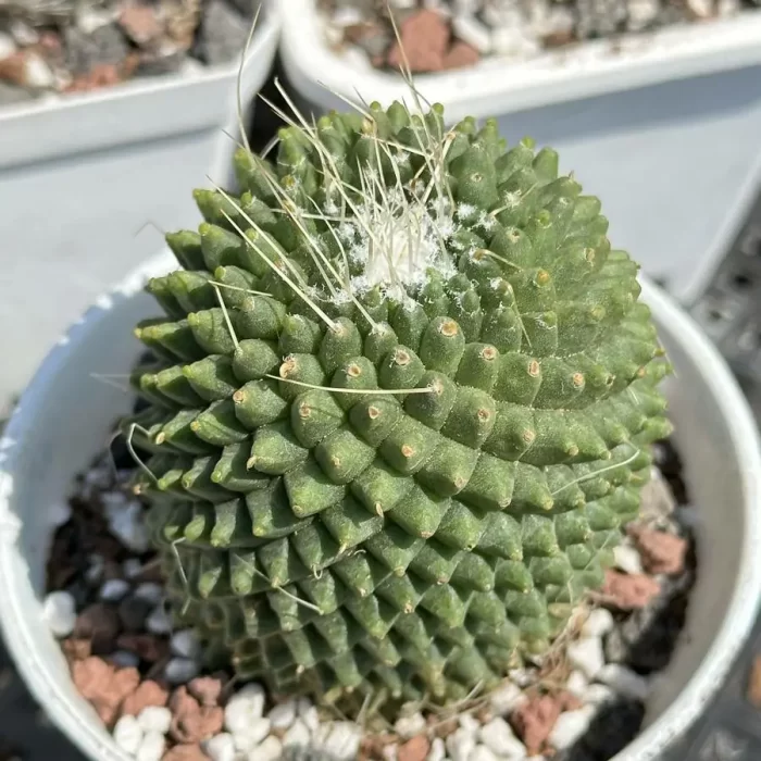 e201-55.webp Cactus-Cholla - Image 1
