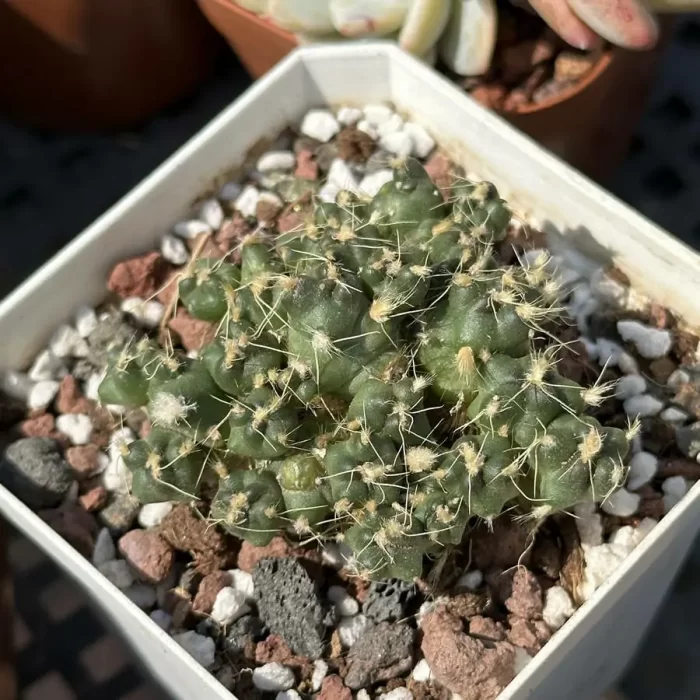 e201-56.webp Cactus-Opuntia subterranea R.E.Fries - Image 1