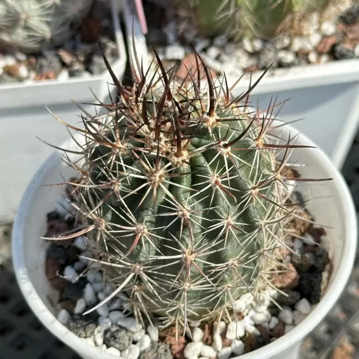e201-58.webp Cactus- Echinocereus lindsayi - Image 1