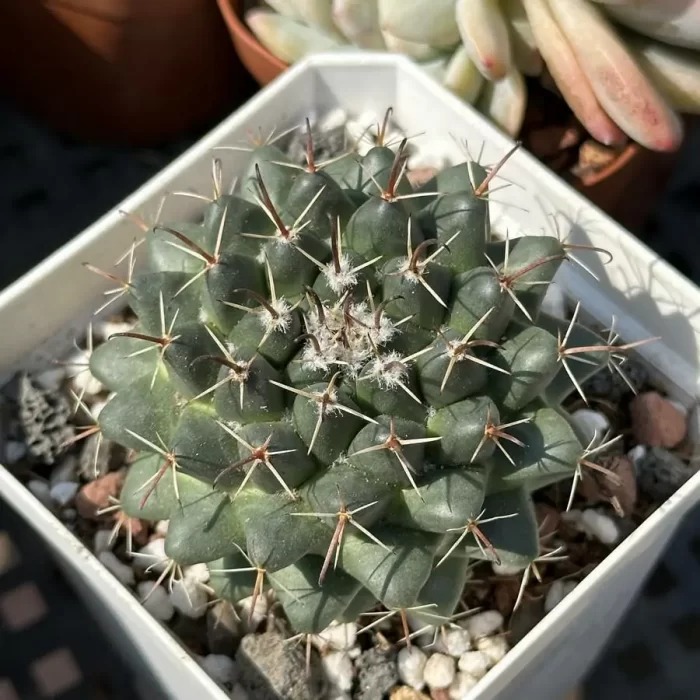 e201-59.webp Cactus-Mammillaria Compressa - Image 1