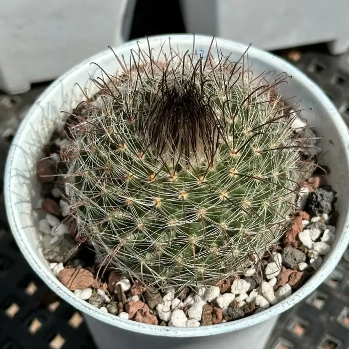 e201-60.webp Cactus-Feixiu Jade - Image 1