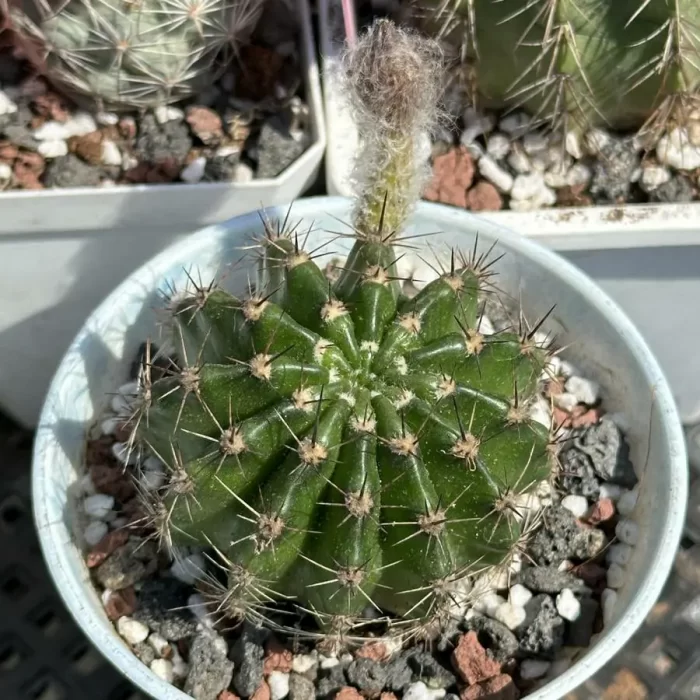 e201-61.webp Cactus-Dahuacaicao - Image 1