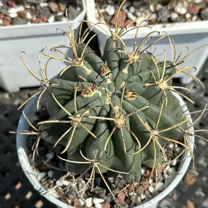 e201-65.webp Cactus-GlanduliCactus-Unicatus - Image 1