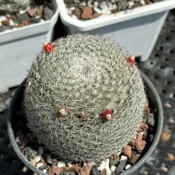 e201-66.webp Cactus-Mammillaria candida - Image 1