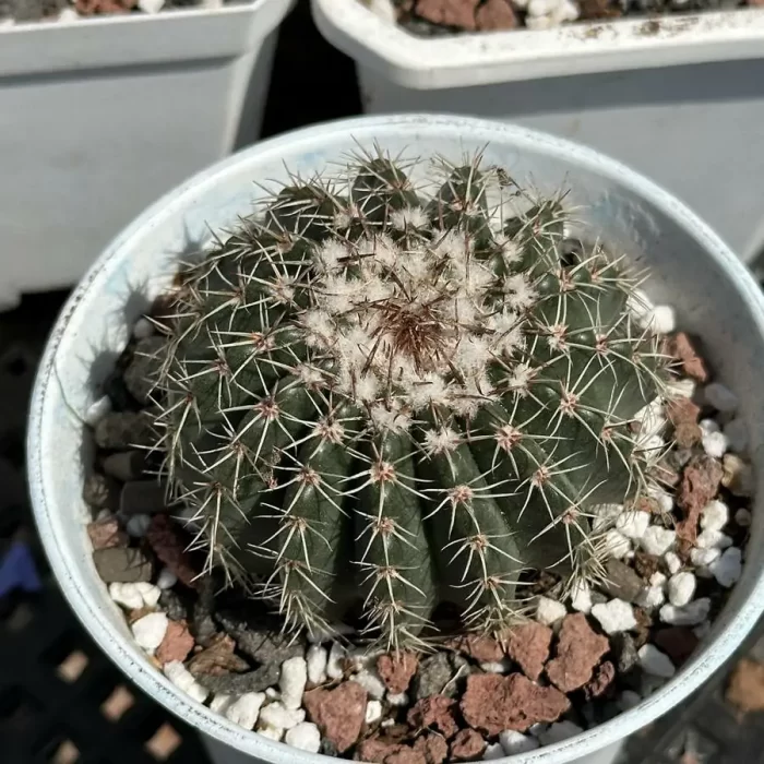 e201-67.webp Cactus-NotoCactus-Noto - Image 1