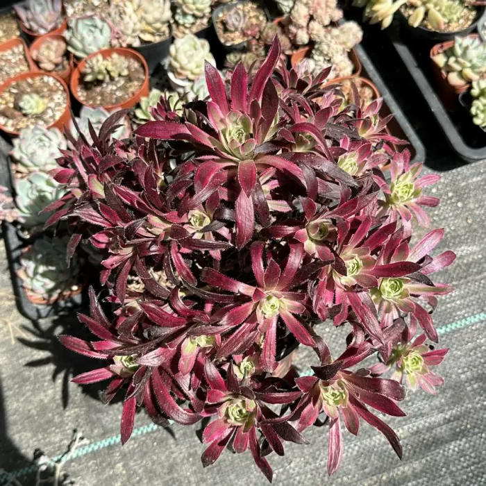 e201-7.webp Aeonium Rosefinch Clustering - Image 1