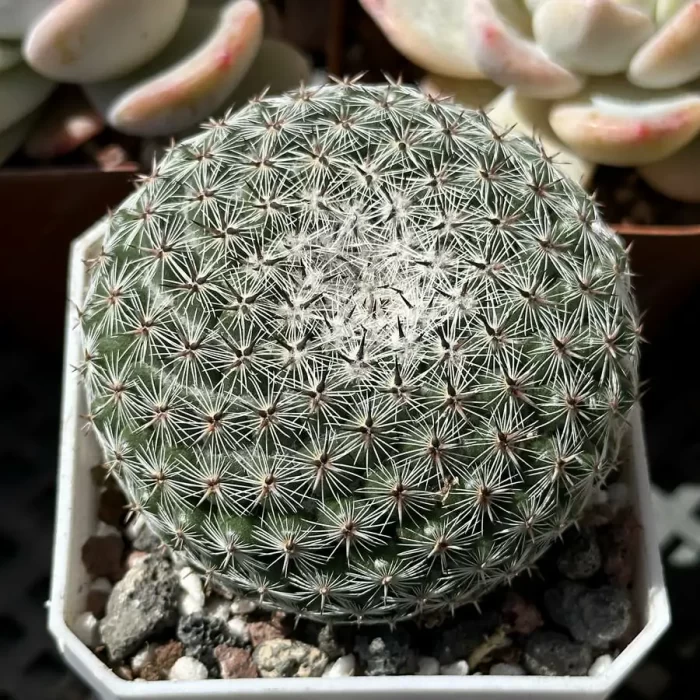 e201-70.webp Cactus-Mammillaria brauneana - Image 1