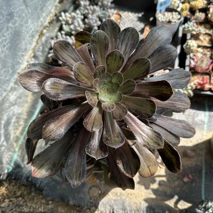 Aeonium Hybrid Hualian Clustering - Image 1