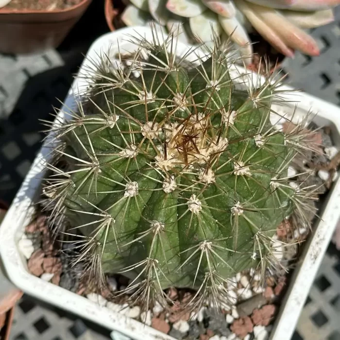 e201-73.webp MeloCactus-amoenus - Image 1