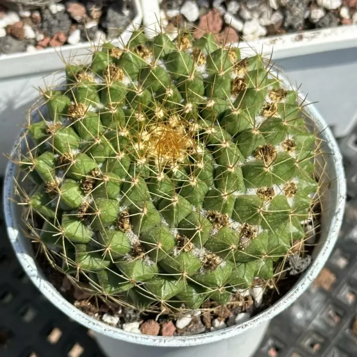 e201-74.webp Cactus-Mammillaria marksiana Krainz - Image 1