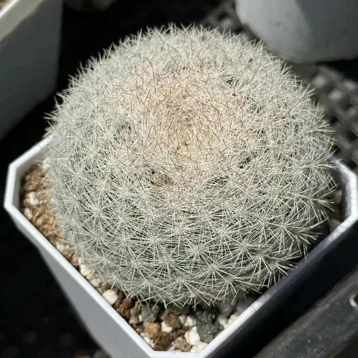e201-77.webp Cactus-Mammillaria albilanata - Image 1