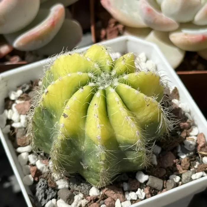 e201-79.webp NotoCactus-magnificus Variegata - Image 1