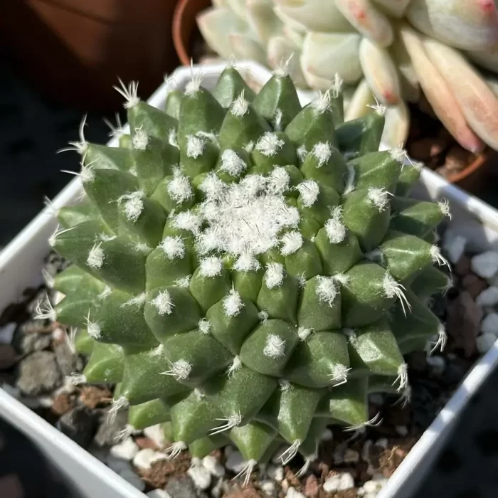 e201-80.webp Cactus-Mammillaria vagaspina Craig - Image 1