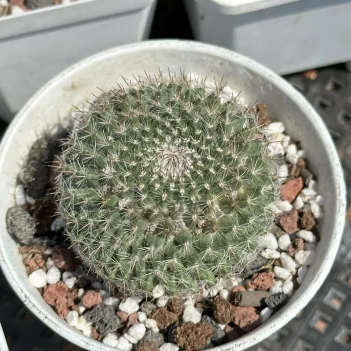 e201-81.webp Cactus-Mammillaria hahniana - Image 1