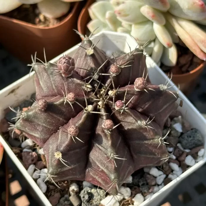 e201-82.webp Cactus-Gymnocalycium mihanovichii purple - Image 1