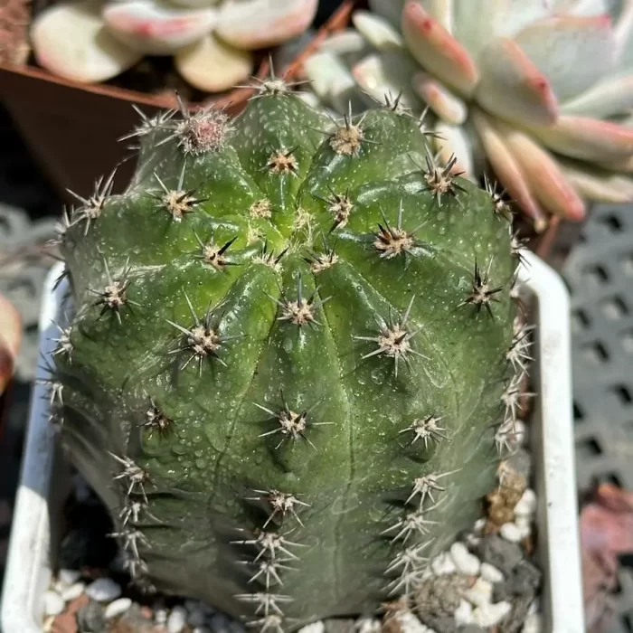 e201-83.webp Cactus-Eriosyce - Image 1