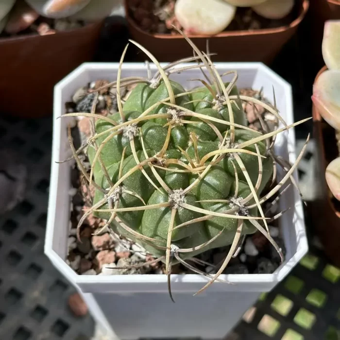 e201-84.webp Cactus-Gymnocalycium monvillei - Image 1