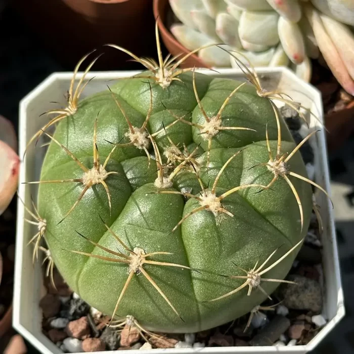 e201-85.webp Cactus-Gymnocalycium hammerschmidii Backeberg - Image 1