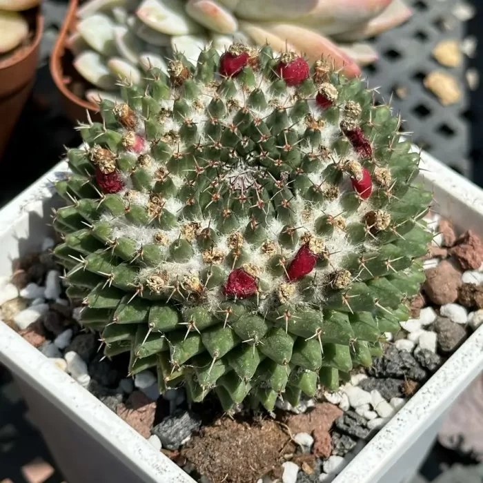 e201-86.webp Cactus-Mammillaria sempervivi - Image 1