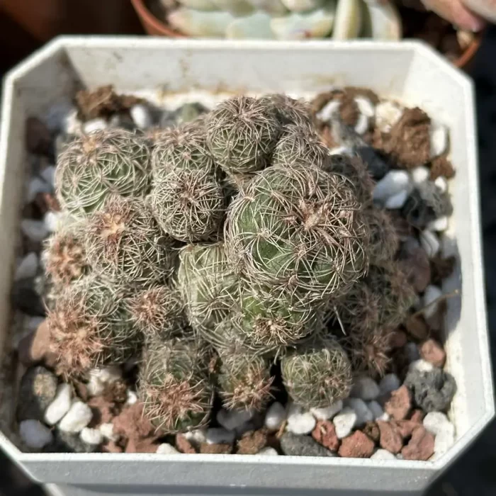 e201-93.webp Cactus-Rebutia heliosa condorensis (Aylostera) - Image 1