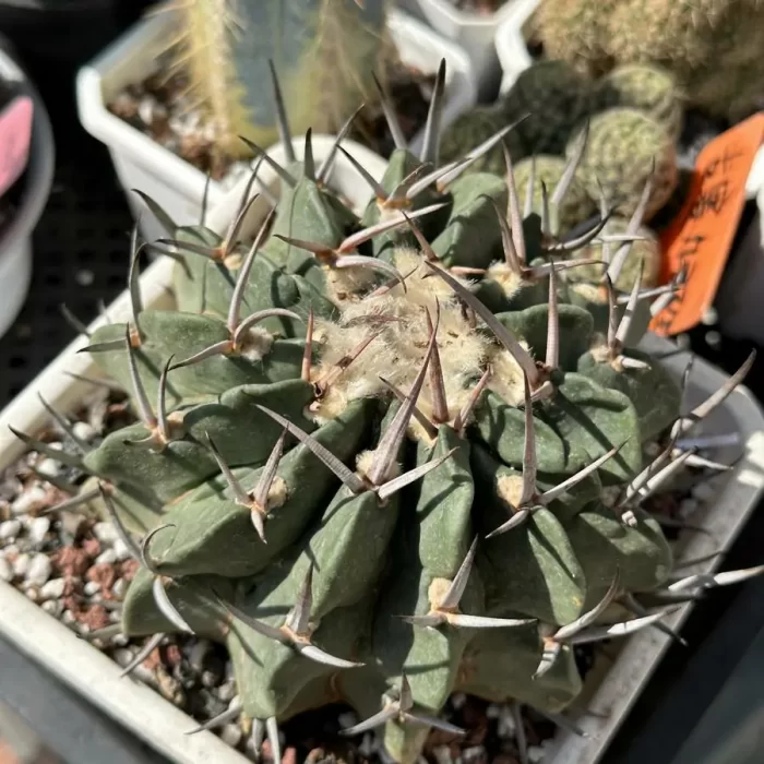 e201-96.webp Cactus-StenoCactus-coptonogonus - Image 1