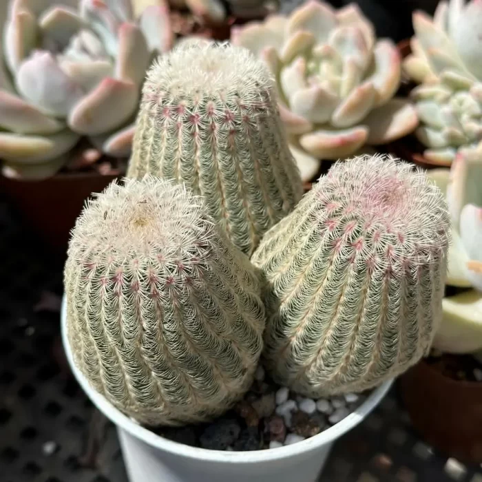 e201-97.webp Cactus-Echinocereus rigidissimus var. Clustering (3 heads) - Image 1