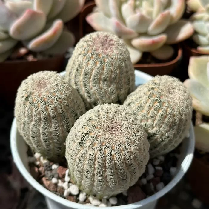 e201-98.webp Cactus-Echinocereus rigidissimus var. Clustering (4 heads) - Image 1
