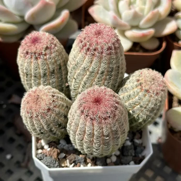 e201-99.webp Cactus-Echinocereus rigidissimus var. Clustering (5 heads) - Image 1