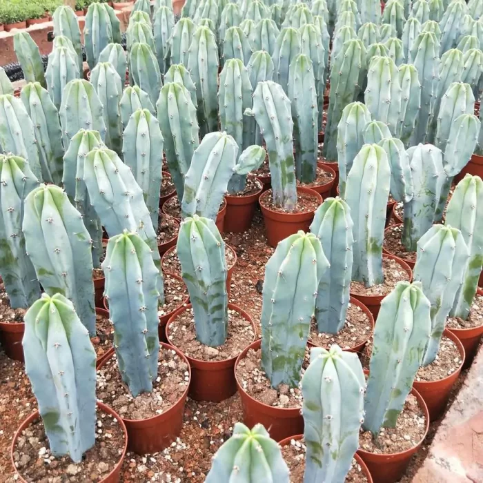 Cactus-MyrtilloCactus-Geometrizans - Image 2