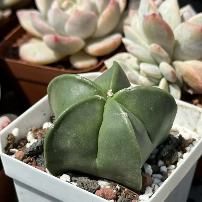 Cacti-Astrophytum myriostigma var. nudum - Image 2
