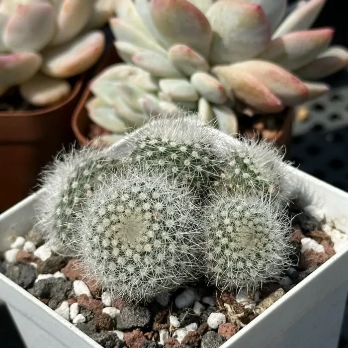 Cacti-Parodia scopa var. Clustering - Image 2