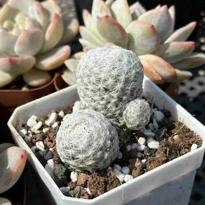 Cacti-Mammillaria humboldtii Ehrenb. - Image 2