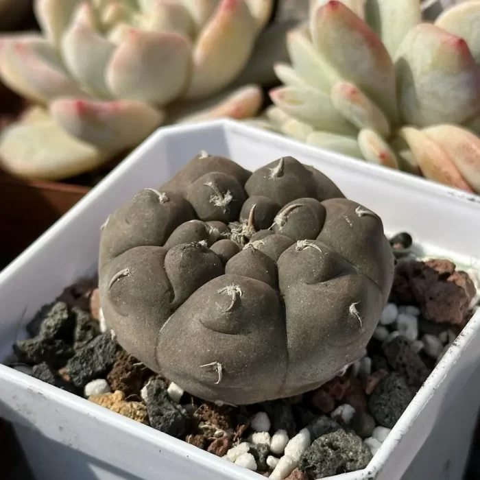 Cacti-Gymnocalycium prochazkianum - Image 2