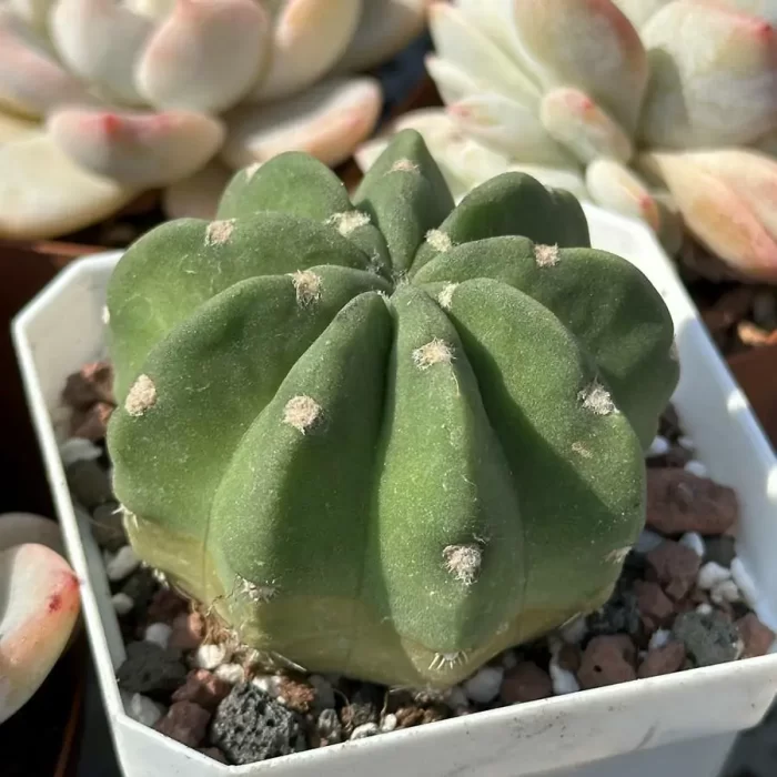 Cacti-Echinopsis tubiflora(Pfeiff.) - Image 2