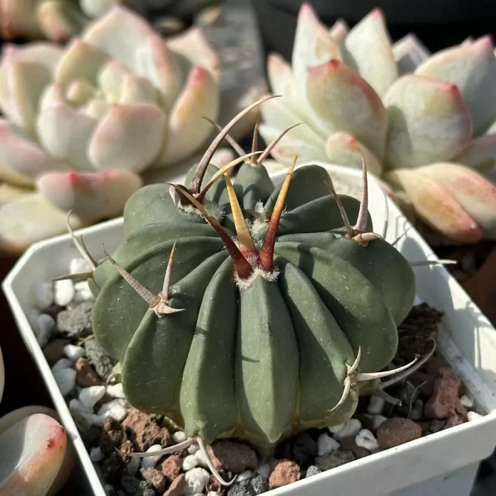 Cacti-Imperial Sword - Image 2