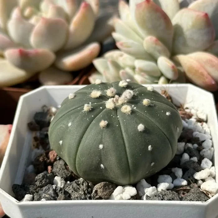 Cacti-Astrophytum asterias - Image 2