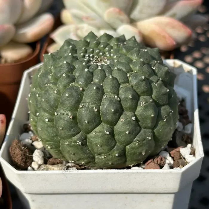 Cacti-Eriosyce - Image 2