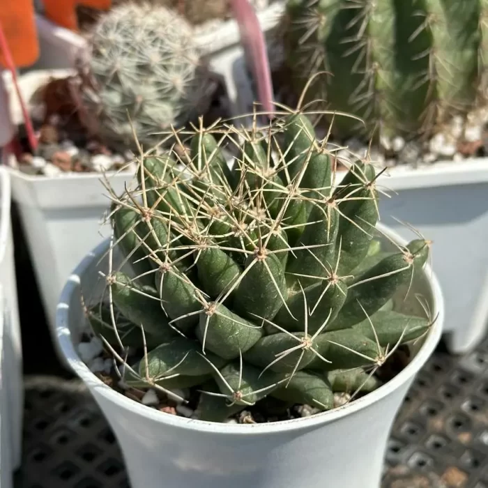 Cacti-Dolichothele longimamma(DC.) Britton & Rose - Image 2