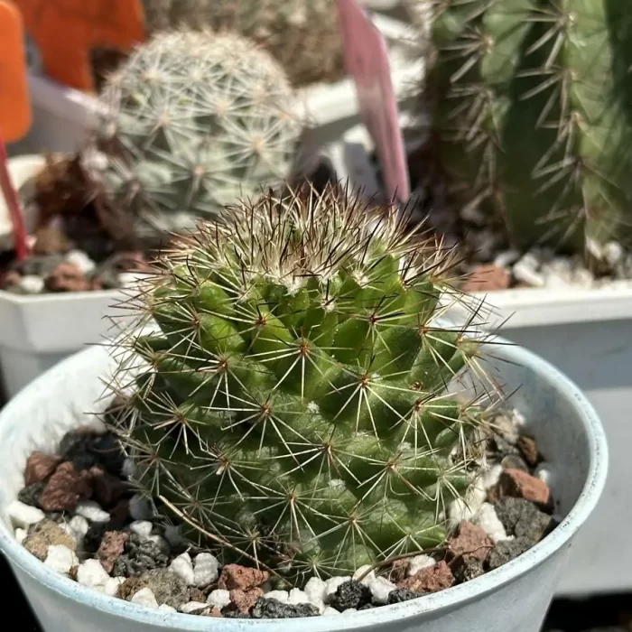 Cacti-Mammillaria spinosissima - Image 2