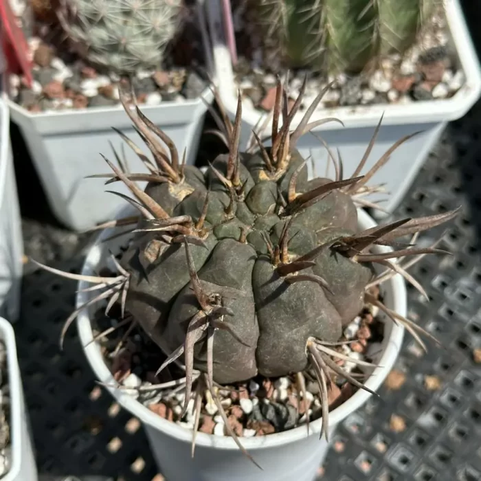 Cacti-Gymnocalycium hossei - Image 2