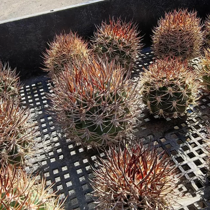 Cactus-Eriosyce Bulbocalyx - Image 2