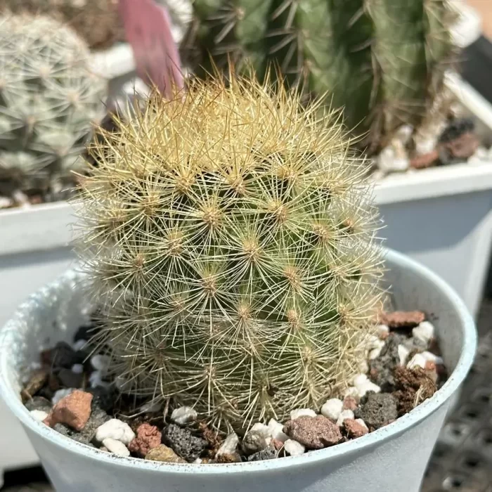 Cacti-Neoporterta nidus Br. et R. - Image 2