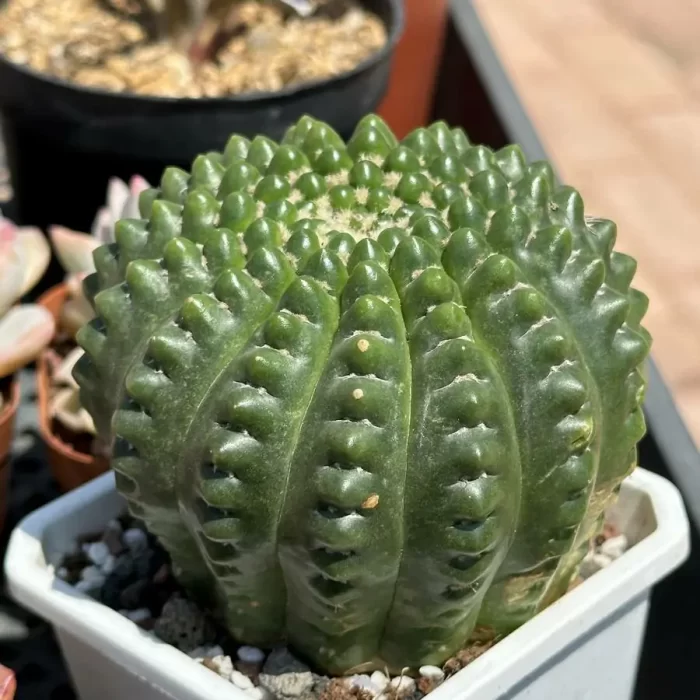 Cacti-Spineless Parodia werneri - Image 2